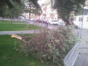 Rama caída en parque infantil de Santa Rita_paterna