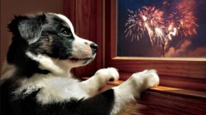 Por Nacho Roca, Educador Canino