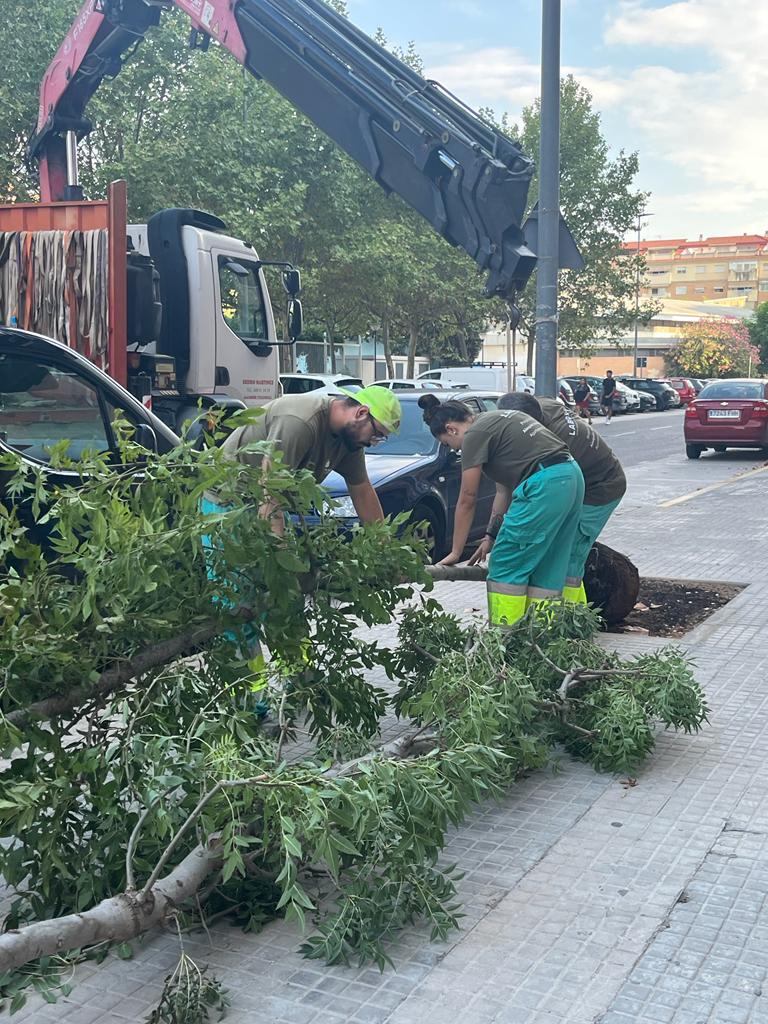 Alaquàs planta 80 noves espècies en diferents carrers